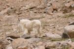 PICTURES/Mt. Evans - Idaho Springs, Colorado/t_Goat7.JPG